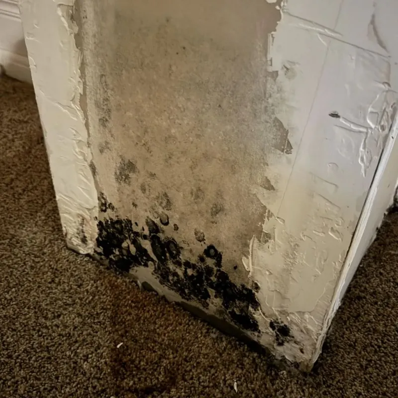Professional Mold Removal in Daleville, IN